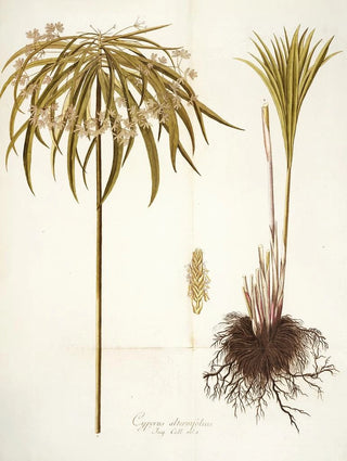 Nikolaus Joseph Freiherr von Jacquin - Cyperus alternifolius.webp