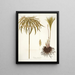 Cyperus alternifolius - Nikolaus Joseph Freiherr von Jacquin — framed artwork on a wall