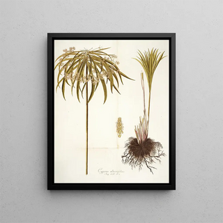Nikolaus Joseph Freiherr von Jacquin - Cyperus alternifolius.webp