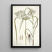 Cyperus distans - Nikolaus Joseph Freiherr von Jacquin — framed artwork on a wall