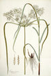 Cyperus distans - Nikolaus Joseph Freiherr von Jacquin — artwork view