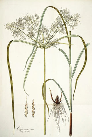 Nikolaus Joseph Freiherr von Jacquin - Cyperus distans.webp