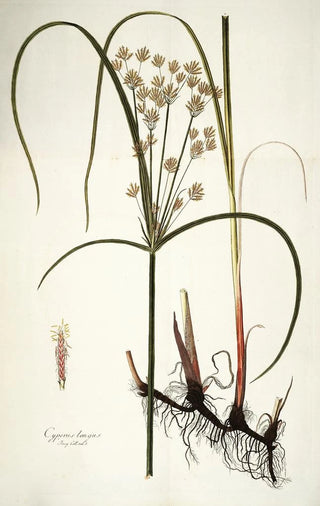 Nikolaus Joseph Freiherr von Jacquin - Cyperus longus.webp