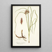 Cyperus tenuiflorus - Nikolaus Joseph Freiherr von Jacquin — framed artwork on a wall