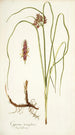 Cyperus tenuiflorus - Nikolaus Joseph Freiherr von Jacquin — artwork view