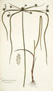 Cyperus viscosus - Nikolaus Joseph Freiherr von Jacquin — artwork view