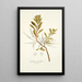 Cyrilla racemiflora - Nikolaus Joseph Freiherr von Jacquin — framed artwork on a wall