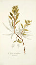 Cyrilla racemiflora - Nikolaus Joseph Freiherr von Jacquin — artwork view
