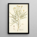 Cytisus tener - Nikolaus Joseph Freiherr von Jacquin — framed artwork on a wall