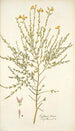 Cytisus tener - Nikolaus Joseph Freiherr von Jacquin — artwork view