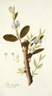 Dais laurifolia - Nikolaus Joseph Freiherr von Jacquin — artwork view