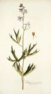 Delphinium urceolatum - Nikolaus Joseph Freiherr von Jacquin — artwork view