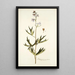 Delphinium urceolatum - Nikolaus Joseph Freiherr von Jacquin — framed artwork on a wall