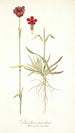 Dianthus atrorubens - Nikolaus Joseph Freiherr von Jacquin — artwork view