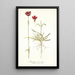 Dianthus atrorubens - Nikolaus Joseph Freiherr von Jacquin — framed artwork on a wall