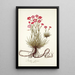 Dianthus sylvestris - Nikolaus Joseph Freiherr von Jacquin — framed artwork on a wall
