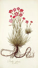 Dianthus sylvestris - Nikolaus Joseph Freiherr von Jacquin — artwork view