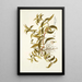 Diodia virginica - Nikolaus Joseph Freiherr von Jacquin — framed artwork on a wall