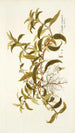 Diodia virginica - Nikolaus Joseph Freiherr von Jacquin — artwork view
