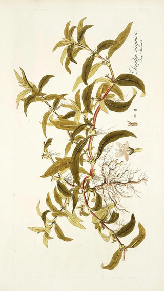 Nikolaus Joseph Freiherr von Jacquin - Diodia virginica.webp