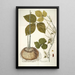 Dioscorea triphylla - Nikolaus Joseph Freiherr von Jacquin — framed artwork on a wall