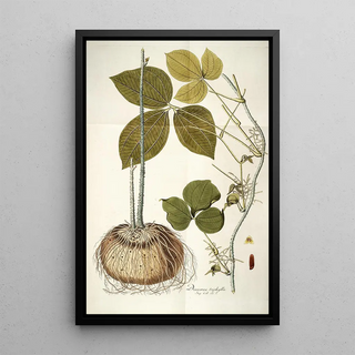 Nikolaus Joseph Freiherr von Jacquin - Dioscorea triphylla.webp