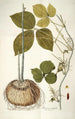Dioscorea triphylla - Nikolaus Joseph Freiherr von Jacquin — artwork view