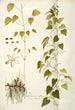 Dioscorea villosa - Nikolaus Joseph Freiherr von Jacquin — artwork view