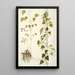 Dioscorea villosa - Nikolaus Joseph Freiherr von Jacquin — framed artwork on a wall