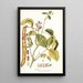 Dolichos acinaciformis - Nikolaus Joseph Freiherr von Jacquin — framed artwork on a wall
