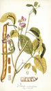 Dolichos acinaciformis - Nikolaus Joseph Freiherr von Jacquin — artwork view