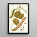 Dolichos gladiaius - Nikolaus Joseph Freiherr von Jacquin — framed artwork on a wall