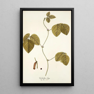 Nikolaus Joseph Freiherr von Jacquin - Dolichos soja.webp