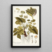 Dorstenia contrajerva - Nikolaus Joseph Freiherr von Jacquin — framed artwork on a wall
