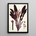 Dracaena terminalis - Nikolaus Joseph Freiherr von Jacquin — framed artwork on a wall