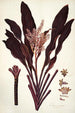 Dracaena terminalis - Nikolaus Joseph Freiherr von Jacquin — artwork view