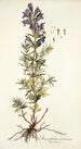 Dracocephalum austriacum - Nikolaus Joseph Freiherr von Jacquin — artwork view