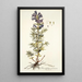 Dracocephalum austriacum - Nikolaus Joseph Freiherr von Jacquin — framed artwork on a wall