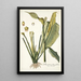 Dracontium lanceaefolium - Nikolaus Joseph Freiherr von Jacquin — framed artwork on a wall