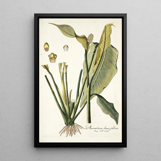 Nikolaus Joseph Freiherr von Jacquin - Dracontium lanceaefolium.webp