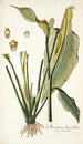 Dracontium lanceaefolium - Nikolaus Joseph Freiherr von Jacquin — artwork view