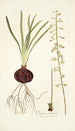 Drimia ciliaris - Nikolaus Joseph Freiherr von Jacquin — artwork view