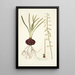 Drimia ciliaris - Nikolaus Joseph Freiherr von Jacquin — framed artwork on a wall