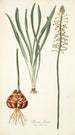 Drimia elata - Nikolaus Joseph Freiherr von Jacquin — artwork view