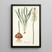 Drimia elata - Nikolaus Joseph Freiherr von Jacquin — framed artwork on a wall
