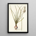 Drimia media - Nikolaus Joseph Freiherr von Jacquin — framed artwork on a wall