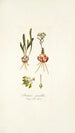 Drimia pusilla - Nikolaus Joseph Freiherr von Jacquin — artwork view