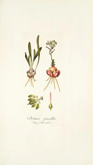 Nikolaus Joseph Freiherr von Jacquin - Drimia pusilla.webp