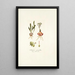 Drimia pusilla - Nikolaus Joseph Freiherr von Jacquin — framed artwork on a wall