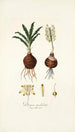Drimia undulata - Nikolaus Joseph Freiherr von Jacquin — artwork view